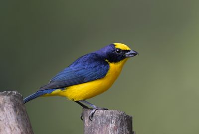 Thick-billed Euphonia