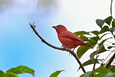 Summer Tanager