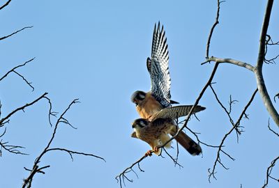 American Kestrel