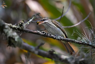 Streaked Flycatcher