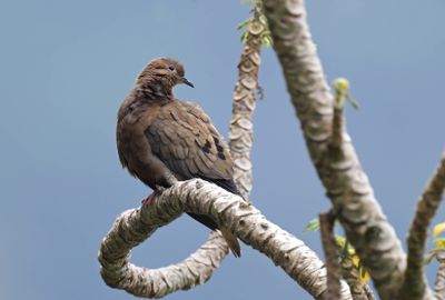 Eared Dove