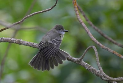 Short-crested Flycatcher
