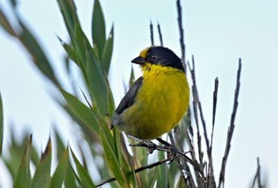 Pale-naped Brushfinch