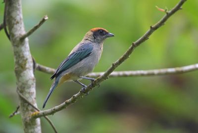 Scrub Tanager