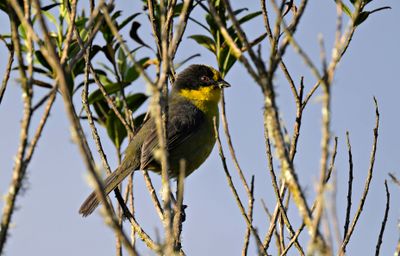 Pale-naped Brushfinch