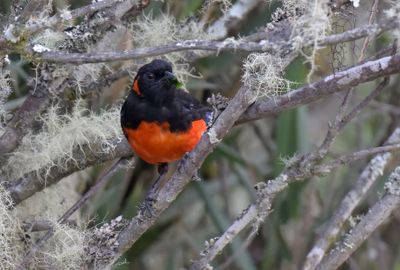 Scarlet-bellied Mountain Tanager