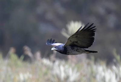 Black-chested Buzzard-eagle