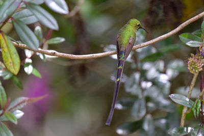 Black-tailed Trainbearer