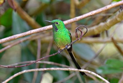 Black-tailed Trainbearer