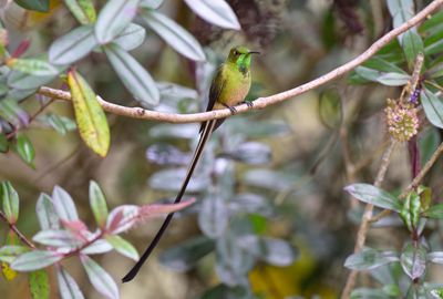 Black-tailed Trainbearer