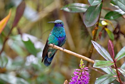 Sparkling Violetear