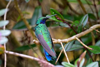 Sparkling Violetear