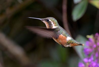 Purple-throated Woodstar