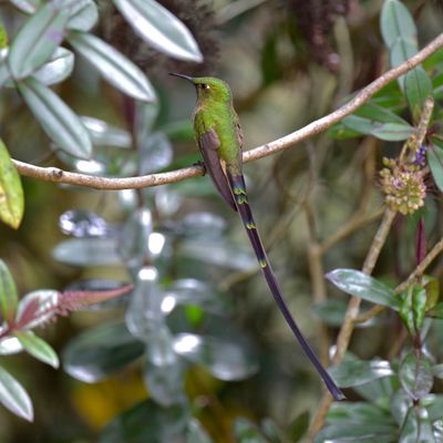 Black-tailed Trainbearer