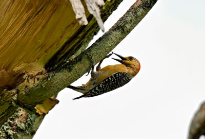 Red-crowned Woodpecker (Paraguanae)