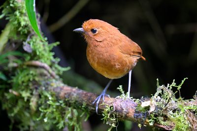 Chami Antpitta