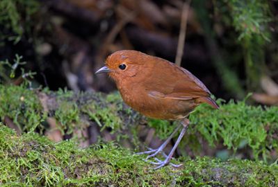 Chami Antpitta