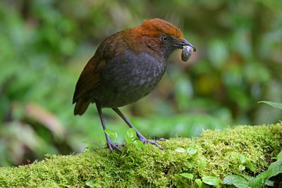 Chestnut-naped Antpitta