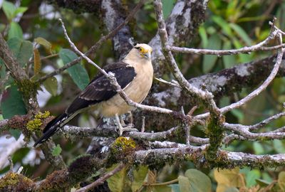 Yellow-headed Caracara
