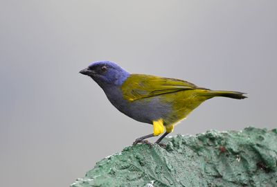 Blue-capped Tanager