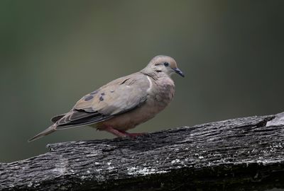 Eared Dove