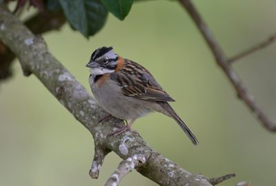 Rufous-collared Sparrow