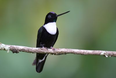 Collared Inca