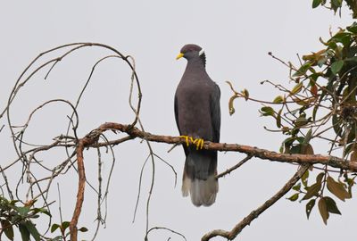 Southern Band-tailed Pigeon