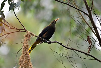 Crested Oropendola