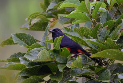 Red-bellied Crackle