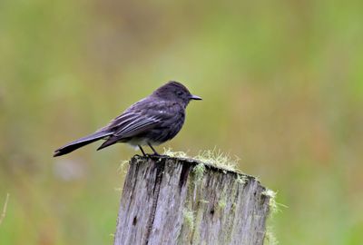 Black Phoebe