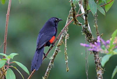 Red-bellied Crackle