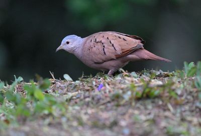 Ruddy Ground-dove