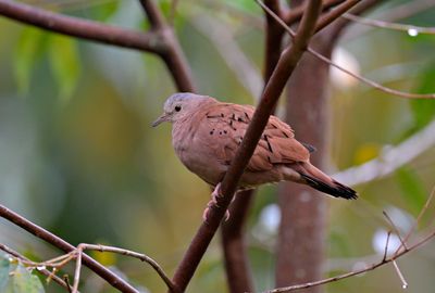 Ruddy Ground-dove