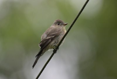 Norhern-tropical Pewee ?