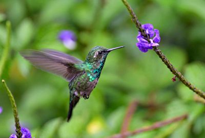 Blue-taled Emerald