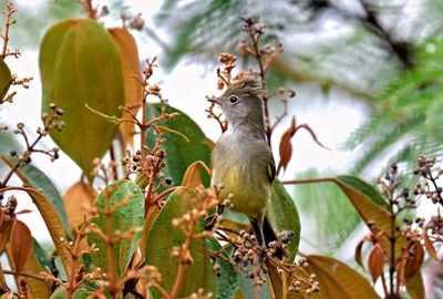Yellow-bellied Elaenia