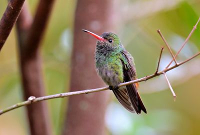 Rufous-tailed Hummingbird