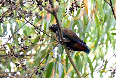 Bronze-winged Parrot