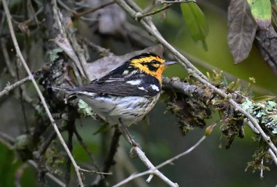 Blackburnian Warbler