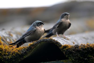 Brown-bellied Swallow