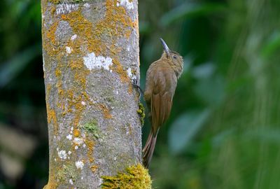 Plain-brown Woodcreeper