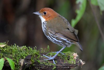 Chestnut-crowned Antpitta