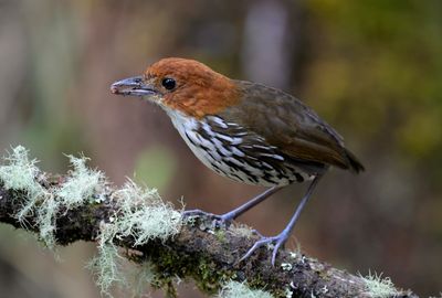 Chestnut-crowned Antpitta