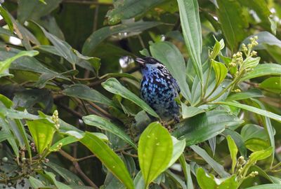 Beryl-spangled Tanager