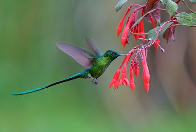 Long-tailed Sylph