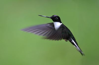 Collared Inca