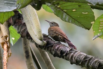 Montane Woodcreeper