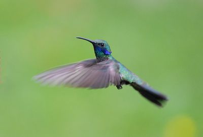 Sparkling Violetear