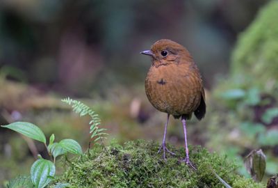 Equatorial Antpitta
